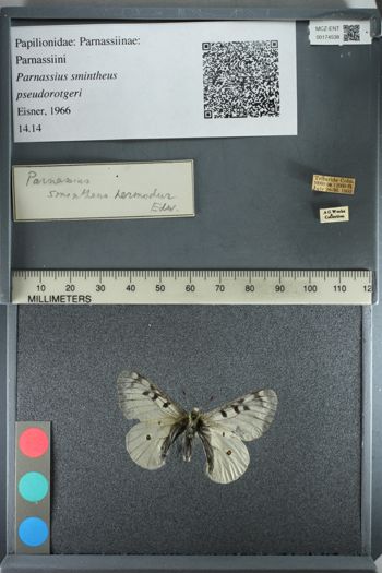 Media type: image;   Entomology 174538